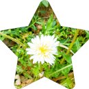 하얀민들레 이미지