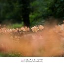 상사화피는마을 이미지