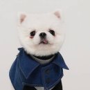 젤리도그 이미지