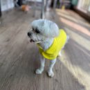 까비애견 이미지