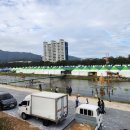 수미가통돼지 이미지