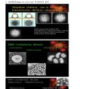 제 1차 - 바이러스 관찰을 위한 투과전자현미경적 고찰 이미지