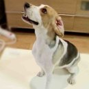 천우랑농장 이미지