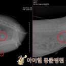 아이웰 동물의료센터 이미지