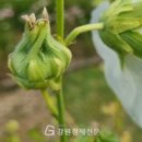 강원경제신문(신경자의 디카詩칸타빌레)혼수/신경자 이미지