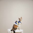 싱글멍글 이미지