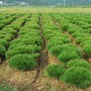 점박이 농장 이미지