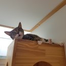 고양이의 봄, 묘랑묘랑 이미지