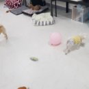 봉순두부 이미지