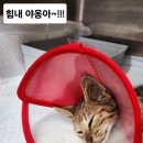 야옹동물병원 이미지