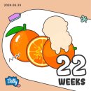 삼성1로3길 | [임신일기#6] 운동이 정밀초음파 / 22주 배크기
