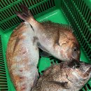 원실내바다낚시터 이미지