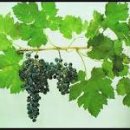 삐노(PINO) 이미지