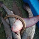 해성좌대 이미지