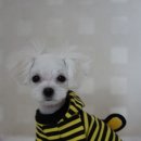 화목종합동물병원 이미지