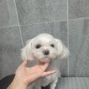 코코 SALON 이미지