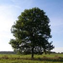 꿈이 자라는 나무 이미지