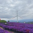 19 | 경북 거창 감악산 축제 아스타국화 방문후기 9/19 실시간