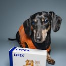 라이펙스 | 강아지소화불량 식욕부진 췌장관리에 좋은 강아지췌장영양제 벳플러스 라이펙스