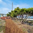 작은요정들의 재롱잔치 이미지