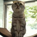 VIP동물의료센터 서초동작점 이미지