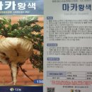 토복령/마카 이미지