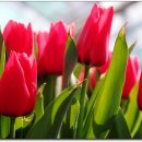 그림처럼 이미지