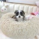 강아지분양 애견분양 퍼피플라워 중랑점 이미지