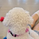 다시사랑받개 이미지