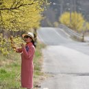 이순신 백의종군로 탐방로 | 구례 산수유 지금 절정이다!