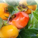 신기새마을영농조합법인 이미지