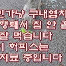 구내염과 허피스 앓는 고양이가 너무 많습니다 이미지