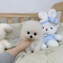 분당종합시장 | 분당강아지분양 수원안심분양센터 믿을만한 곳인가요?