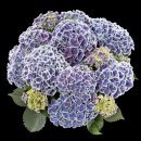 블루가(주) 이미지