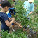 흙진주포도체험마을 이미지