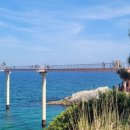 바다소나무 이미지