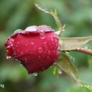 풀잎향기 이미지