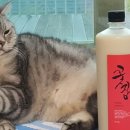 고양이민박 이미지