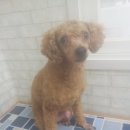 토리애견샵 이미지