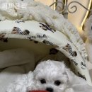 퍼피온리 네이버블로그