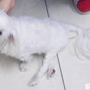 태양 동물병원 이미지