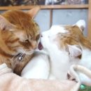 알콩달콩 이미지