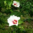 신흥종묘사 이미지