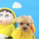 그루머 댄 이미지