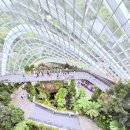 포레스트 | 싱가포르 클라우드포레스트 후기 시간 놓치면 일정 망함