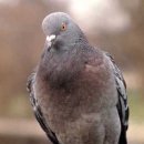 비둘기＞＞pigeon 과 dove ? 이미지