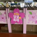 양재천 수변무대2 | [양재천 벚꽃축제] "한산하게 즐길 수 있는 서울 벚꽃 명소" 양재천 축제 기본정보 및 주차정보