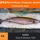 백상어 이미지