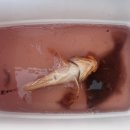 유명낚시 | 강원도 고성 속초 윤창호바다낚시체험 리얼 후기