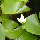 청개구리연탄구이 이미지